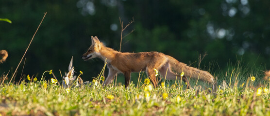 Wild red fox - vulpes vulpes - strolling left through well lit sunny meadow of flowers and grass, Florida