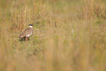 Crowned lapwing (Vanellus coronatus) foraging in a dry meadow.