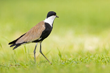 Spur-winged lapwing (Vanellus spinosus) foraging in grass.
