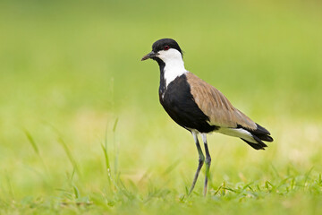 Spur-winged lapwing (Vanellus spinosus) foraging in grass.