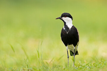 Spur-winged lapwing (Vanellus spinosus) foraging in grass.