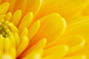 A yellow chrysanthemum flower.