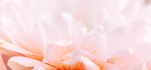 A white chrysanthemum flower.