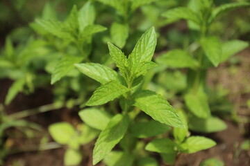 Green Mint Plant Grow Background.