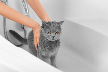 Bathing the cat