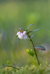  In the forest bloom lingonberry (Vaccinium vitis-idaea) - a valuable, medicinal plant. Small, white bell-shaped flowers.Blurred, natural background. Latvia.