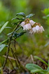  In the forest bloom lingonberry (Vaccinium vitis-idaea) - a valuable, medicinal plant. Small, white bell-shaped flowers.Blurred, natural background. Latvia.