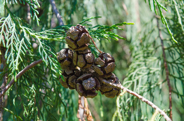 Cones of nootka cypress, Cupressus nootkatensis