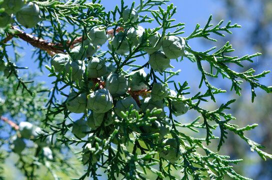 Arizona cypress forming cones, Cupressus arizonica