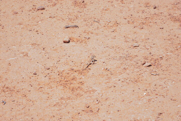 Lizard in the middle of a sunny desert