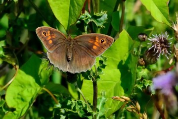 Schmetterlinge: Großes Ochsenauge (Maniola jurtina), Meadow brown.