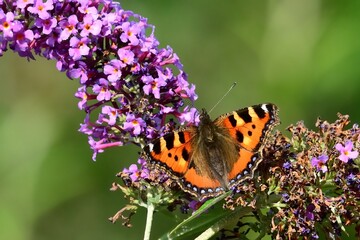 Schmetterlinge:: Kleiner Fuchs (Aglais urticae), small tortoiseshell.