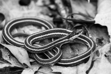 Massachusetts ribbon snake 