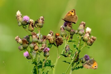 Schmetterlinge: Kleiner Heufalter (Coenonympha pamphilus), Small heath.