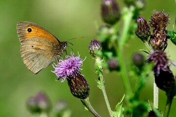 Schmetterlinge: Kleiner Heufalter (Coenonympha pamphilus), Small heath.