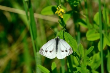 Schmetterlinge: Kleiner Kohlweißling (Pieris rapae), Cabbage white butterfly.