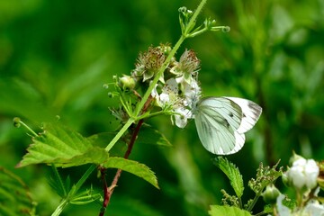Schmetterlinge: Kleiner Kohlweißling (Pieris rapae), Cabbage white butterfly.