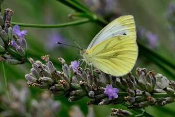 Schmetterlinge: Rapsweißling (Pieris napi), Green-veined white.
