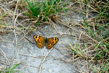 Schmetterlinge: Mauerfuchs (Lasiommata megera), Wall.