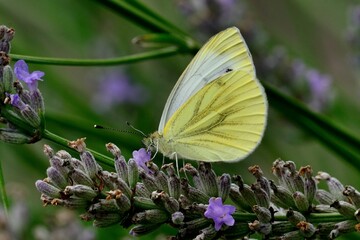 Schmetterlinge: Rapsweißling (Pieris napi), Green-veined white.