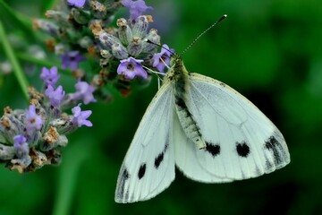 Schmetterlinge: Rapsweißling (Pieris napi), Green-veined white.
