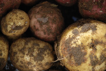 Young potato with traces of earth. In the container, along with the earth, there is a young, just...