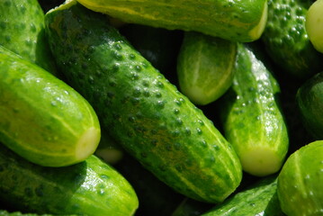 Young green short-fruited cucumbers. Grown, freshly picked and washed green cucumbers in a pimple lie in a container next to each other. Vegetables of various sizes with cut ends.