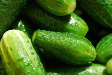 Young green short-fruited cucumbers. Grown, freshly picked and washed green cucumbers in a pimple lie in a container next to each other. Vegetables of various sizes with cut ends.