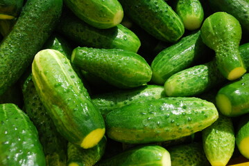 Young green short-fruited cucumbers. Grown, freshly picked and washed green cucumbers in a pimple lie in a container next to each other. Vegetables of various sizes with cut ends.