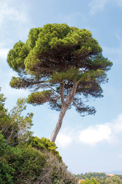 Aleppo pine, Pinus halepensis