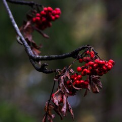 The last rowanberries