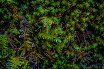 fern in the forest
