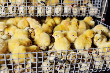 newborn hatched quail Chicks close up in an incubator