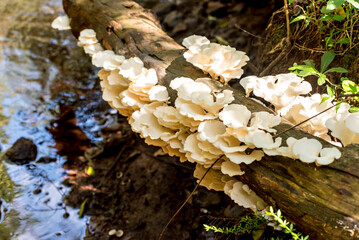 Tree trunk with white fungi, mushrooms on a riverside tree in Brazil.
