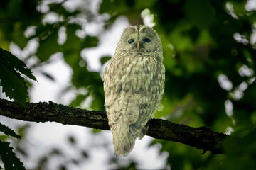 北海道の6月、エゾフクロウの初夏。
