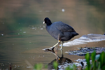 A ccot swimming and preening on the lake