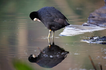 A ccot swimming and preening on the lake