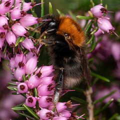 Königin einer Baumhummel (Bombus hypnorum) auf Heidekraut (Erica sp.)