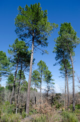 Pinus pinaster, maritime pine, forest