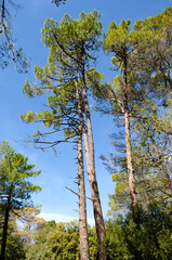 Pinus pinaster, maritime pine, forest