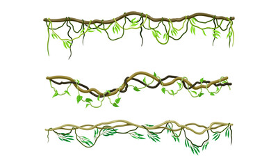 Creeper climbing branches set. Tropical vines and trees twigs with green leaves vector illustration