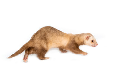 Ferret on a white background is insulated. Light color of the pet. Ermine, weasel, marten.