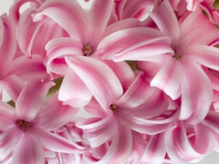 Pink hyacinth flower (inflorescence), detail