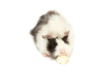 Guinea pig on a white background. Exotic animal as a pet.