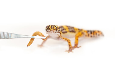 Lizard Eublefar on a white background. Exotic animal as a pet.