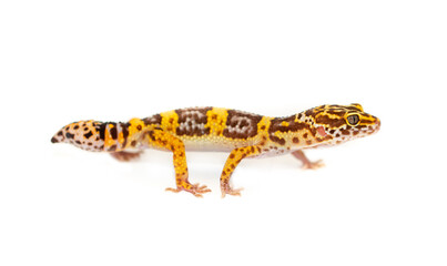 Lizard Eublefar on a white background. Exotic animal as a pet.