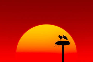 Ooievaars -  Storks