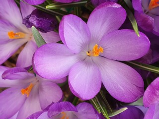 Spring crocus (Crocus vernus), deep purple flowers illuminated by the midday sun