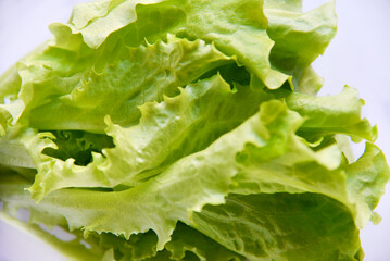 A bunch of lettuce in a pot on a white background