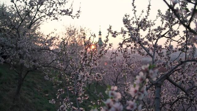 Pink blooming almond trees on a sunny spring morning with Prague panorama in the background